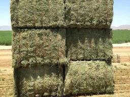 Animal feed/ Alfalfa Hay
