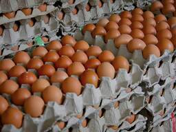 Best Quality Fresh Eggs