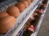 Best Quality Fresh Eggs - фото 1