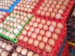 Best Quality Fresh Eggs - фото 2