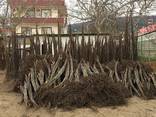 Chandler -Fernor Walnut Saplings (Tree) - photo 6