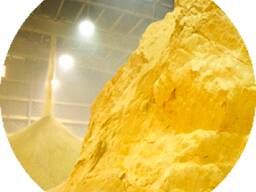 DDGS (Distillers Dried Grains with Solubles ) Corn DDGS