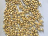 Фермерське господарство продає гуртом зерно кукурудзи від виробника з господарства - фото 1