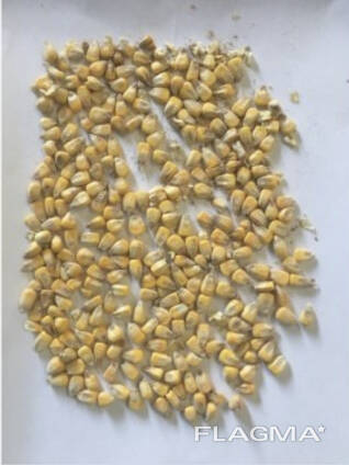 Фермерське господарство продає гуртом зерно кукурудзи від виробника з господарства