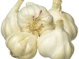 Garlic - photo 2
