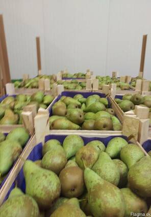 Груши из Польши! Pears from Poland