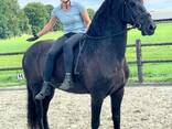 Quality Friesian horse - фото 1