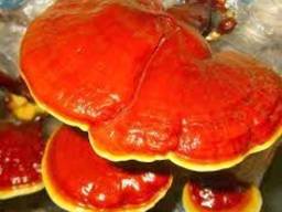Huby Reishi, Lingzhi, Ganoderma lucidum