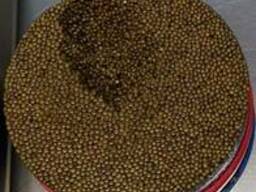 Caviar from sturgeon