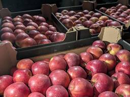 Jablká Gala, Prince, Naidared. hrušková konferencia