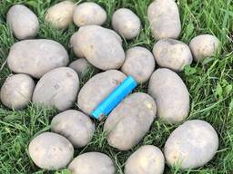 Картофель урожая 2025 года Лилли