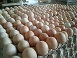 Násadové vajce ROSS-308, od výrobcu - photo 3