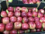 Polish apples, La-Sad - фото 6