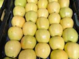 Polish apples (wide range of varieties)