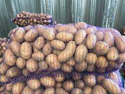 Poľské zemiaky: Vineta, Soraya, Queen Anne a ďalšie.