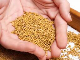 Predám horčicovo bielu, žltú, čiernu.