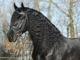 Quality Friesian horse - фото 2