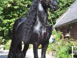 Quality Friesian horse - фото 3