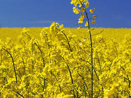 Rzepak. Rapeseed. Ріпак