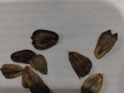 Semená Silphia piercefolia