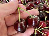 Sweet cherry from Bulgaria - photo 2