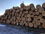 Unedged sawn timber, pine - photo 3