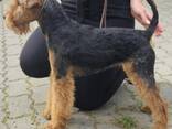 Welsh terrier - photo 2