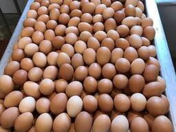 Wholesale Supplier of Fresh Eggs Brown and White Chicken Eggs Fertile Hatching Chicken Egg