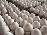 Wholesale Supplier of Fresh Eggs Brown and White Chicken Eggs Fertile Hatching Chicken Egg - фото 3