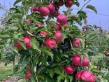 Export Apples / Red Prince / Champion / Golden / Mutsu / Jonagored - фото 2
